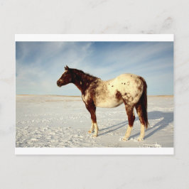 Winterpferd Postkarte