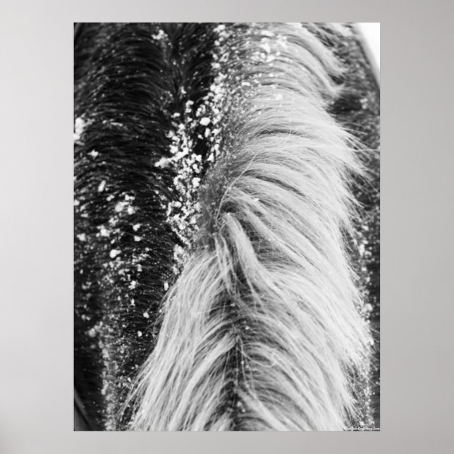 Winterpferde mit Schnee Poster (Vorne)