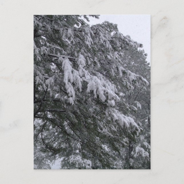 Winterpine-Postkarte Postkarte (Vorderseite)