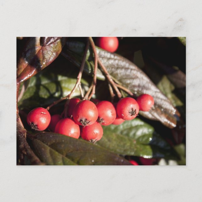 Winterrote Beeren, immergrüner Busch, grün, 浆 果 Postkarte (Vorderseite)