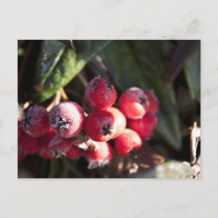 Winterrote Beeren, immergrüner Busch, grün, Beeren Postkarte
