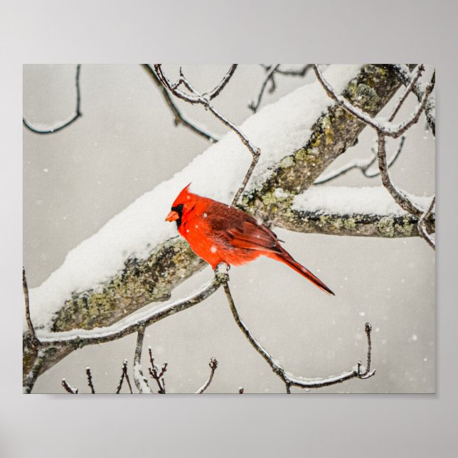 Winterroter Kardinal Bird Wildlife Archiving Poster (Vorne)