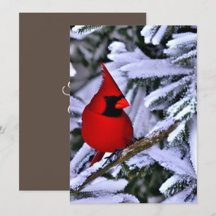 Winterroter Kardinal Dankeskarte