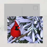 Winterroter Kardinal