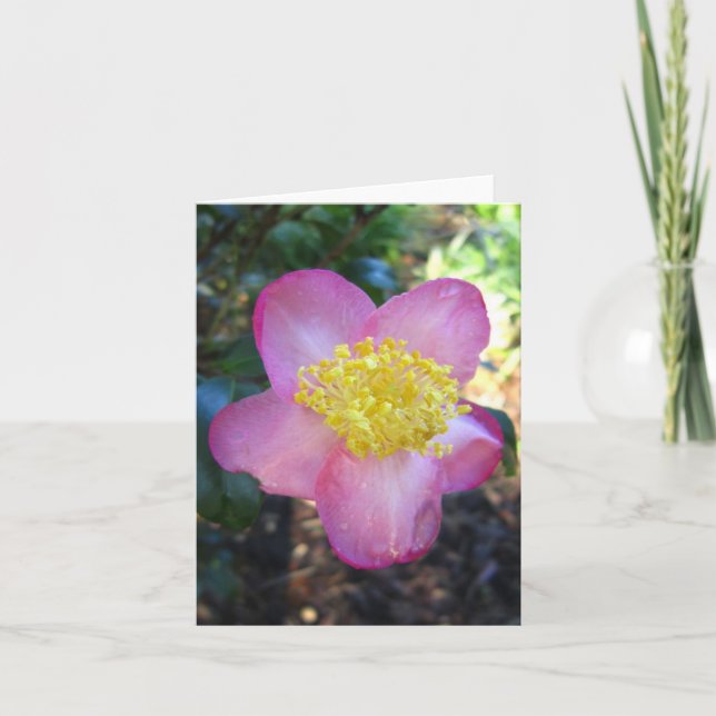 Winters Star Camelia Photo Folk Note Card (Devant)