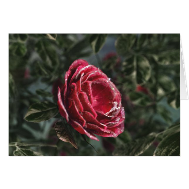 Winterschenkarte (Vorderseite (Horizontal))