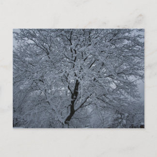 Winterschnee auf einem Baum Postkarte