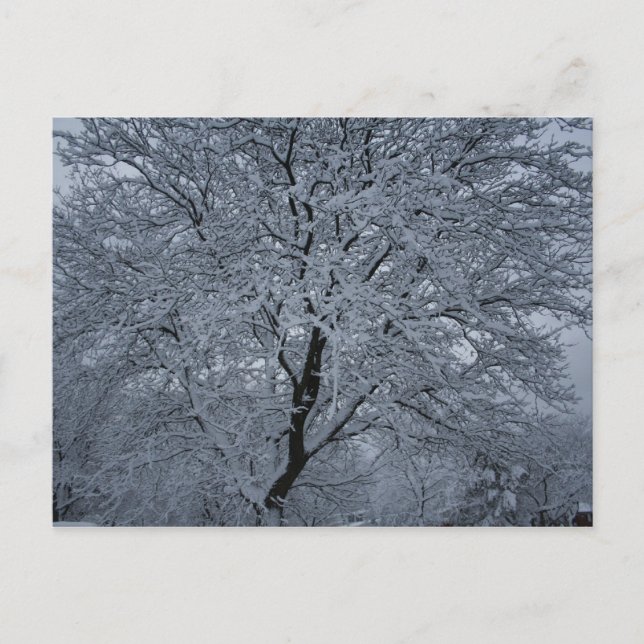 Winterschnee auf einem Baum Postkarte (Vorderseite)