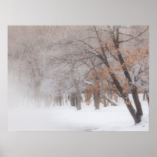 Winterschnee   Kussharo-See Poster