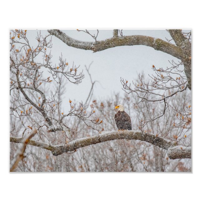 Winterschnee mit Adler Fotodruck (Vorne)