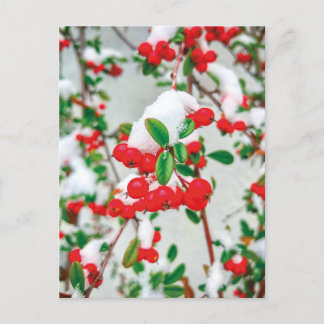 Winterschnee Rote Berge Postkarte