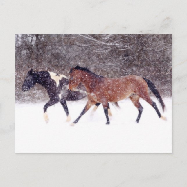Winterschneepferde im Stall Postkarte (Vorderseite)
