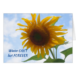 Wintersonnenblume