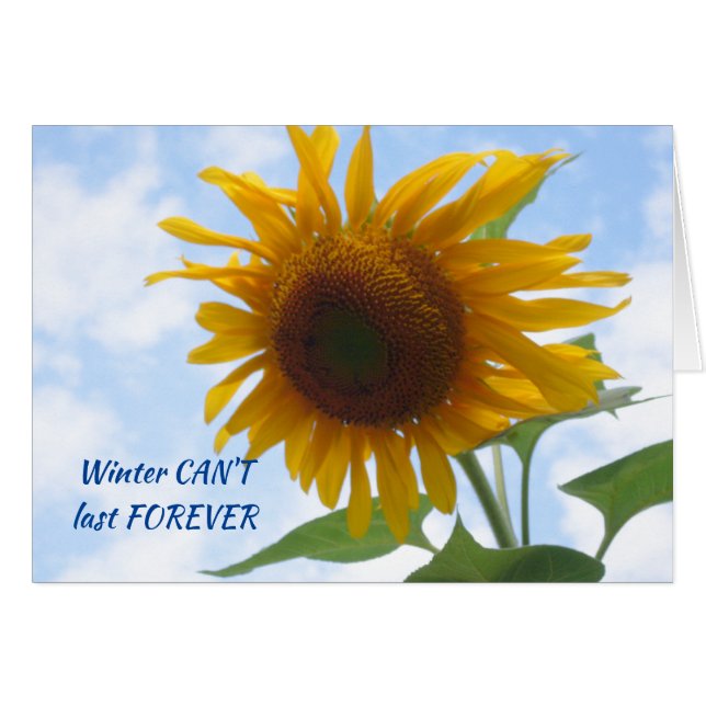 Wintersonnenblume (Vorderseite (Horizontal))