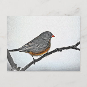Wintersparrow Postkarte