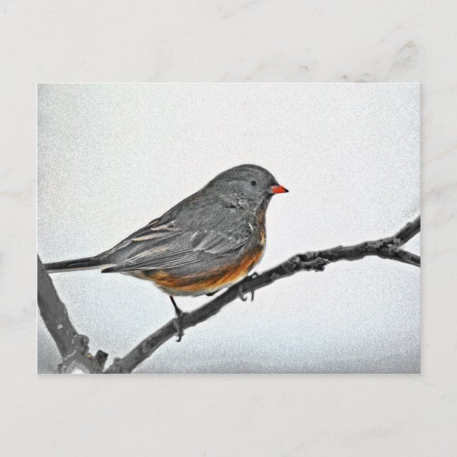 Wintersparrow Postkarte (Vorderseite)