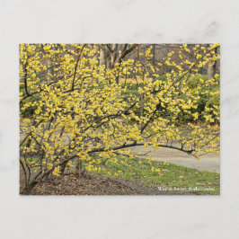 Wintersüß: Soshin-robai [Postkarte] Postkarte