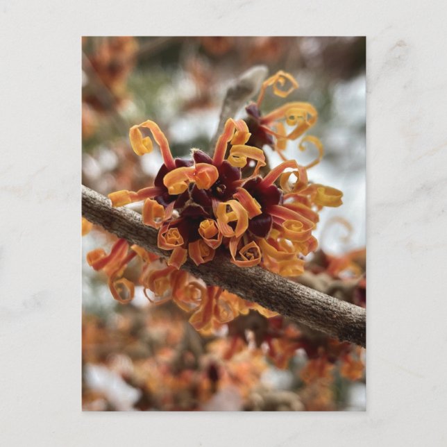 Winterurlaub Postkarte (Vorderseite)