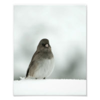 Wintervogel
