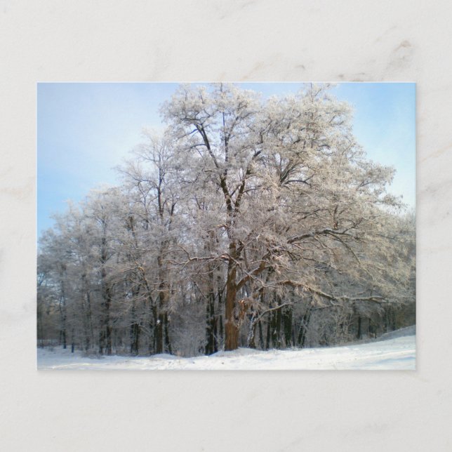 Winterwald Dezember 2012 Postkarte (Vorderseite)
