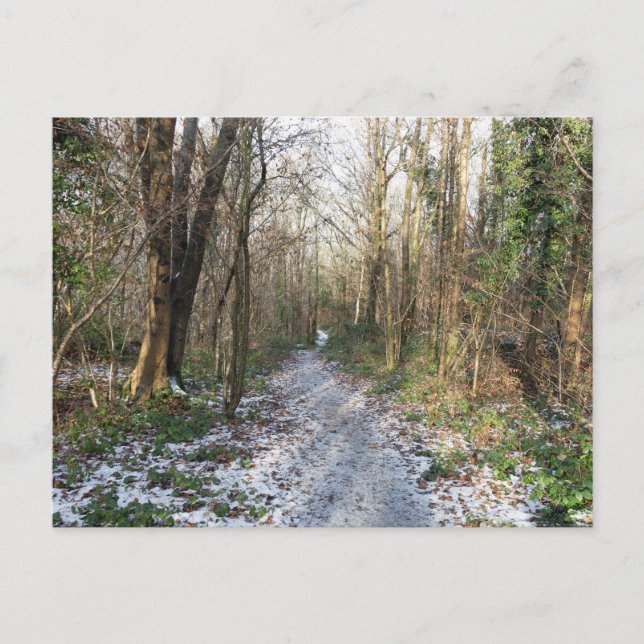 Winterwald in Arnside Postkarte (Vorderseite)