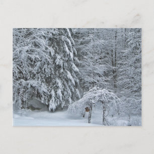 Winterwald-Schneebedeckte Landschaftsfotografie Postkarte