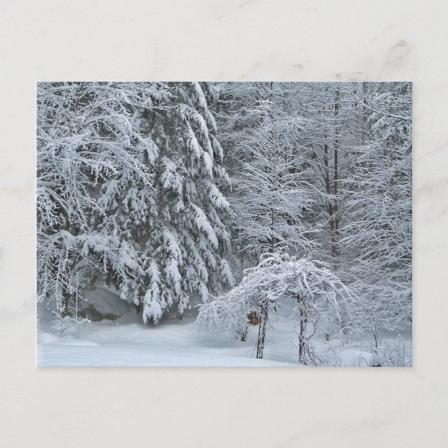 Winterwaldschnee bedeckt Landschaftsfotografie Postkarte (Vorderseite)