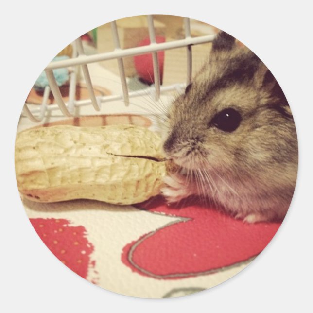 Winterweiße Hamster essen einen Erdnusskleber Runder Aufkleber (Vorderseite)