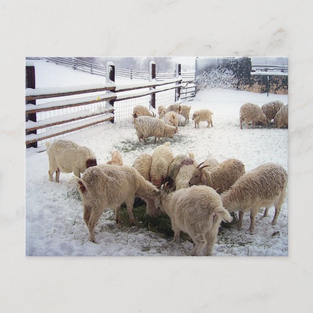 Winterzeit für Ziegen Postkarte (Vorderseite)