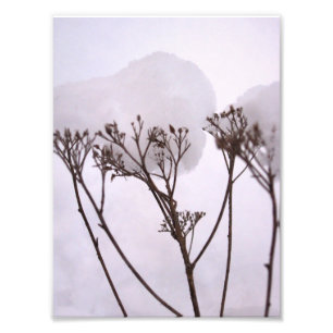Winzer, Pflanze im Schnee Berufliches Foto