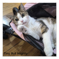 Winzige aber mächtige Katzenkunst - Dainty Doll