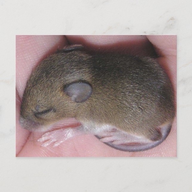 Winzige Babymäuse mit Niedlichen Ohrschläfchen, di Postkarte (Vorderseite)