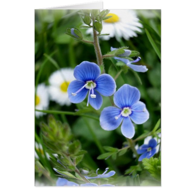 winzige blaue Blumen (Vorne)
