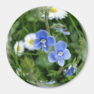 winzige blaue Blumen Magnet