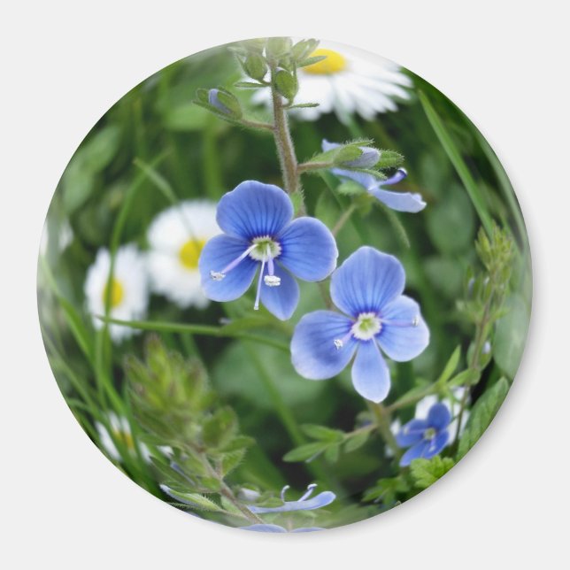 winzige blaue Blumen Magnet (Vorne)