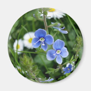 winzige blaue Blumen Magnet