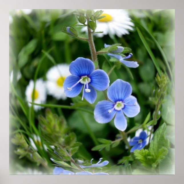 winzige blaue Blumen Poster (Vorne)