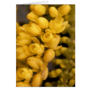 Winzige gelbe Blüten