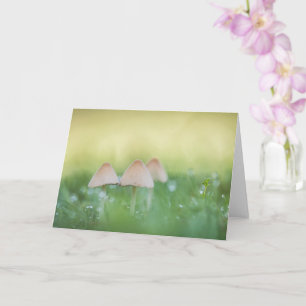 Winzige Pilze Naturfoto Karte