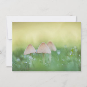 Winzige Pilze Naturfotokarte