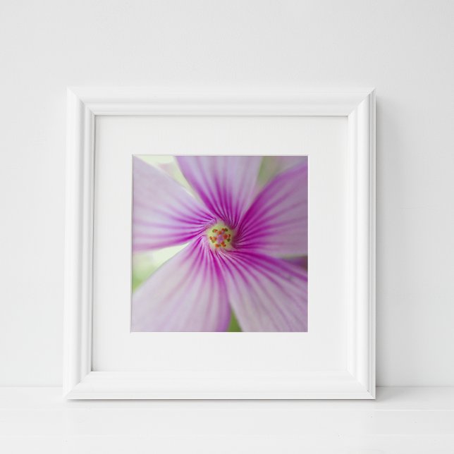 Winzige rosa Blume Fotodruck (Von Creator hochgeladen)