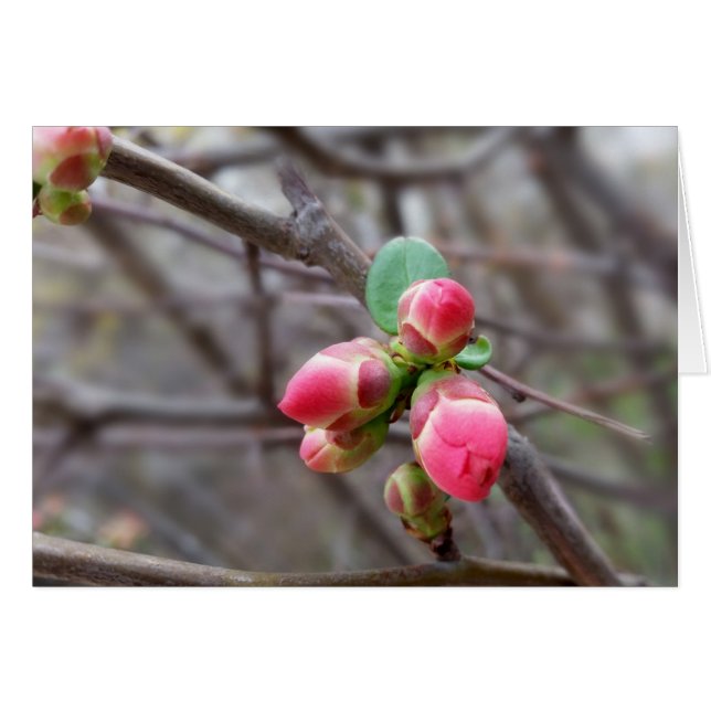 winzige rote Knospen (Vorderseite (Horizontal))