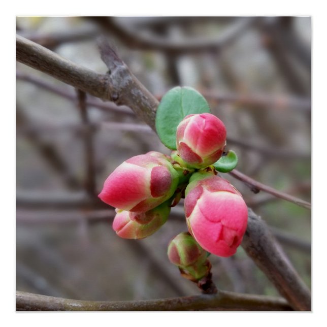 winzige rote Knospen Poster (Vorderseite)