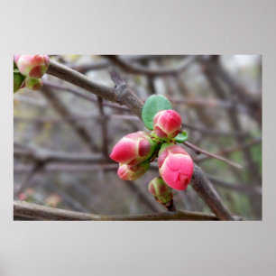 winzige rote Knospen Poster