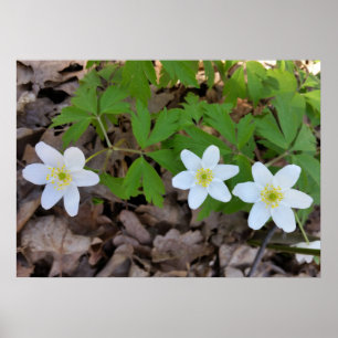 winzige weiße Blume Poster
