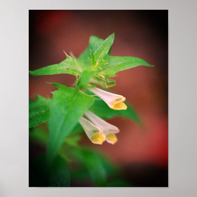 Winzige Wildblume aus Weißwald Nah Poster (Vorne)