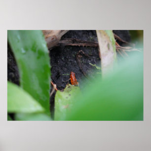 Winziger aber gefährlicher roter Teichfrosch Poster