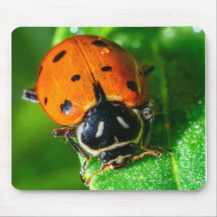 Winziger Reisender: Marienkäfer auf einem Blatt Wi Mousepad