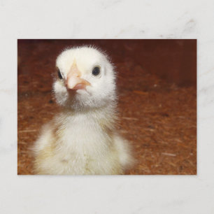 Winziges altes Huhn Postkarte