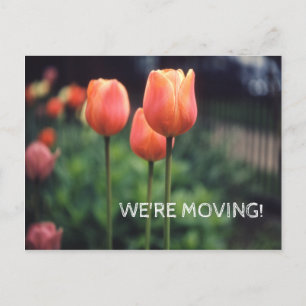 Wir bewegen Hübsche Tulip Floral Blume Tulips Ankündigungspostkarte